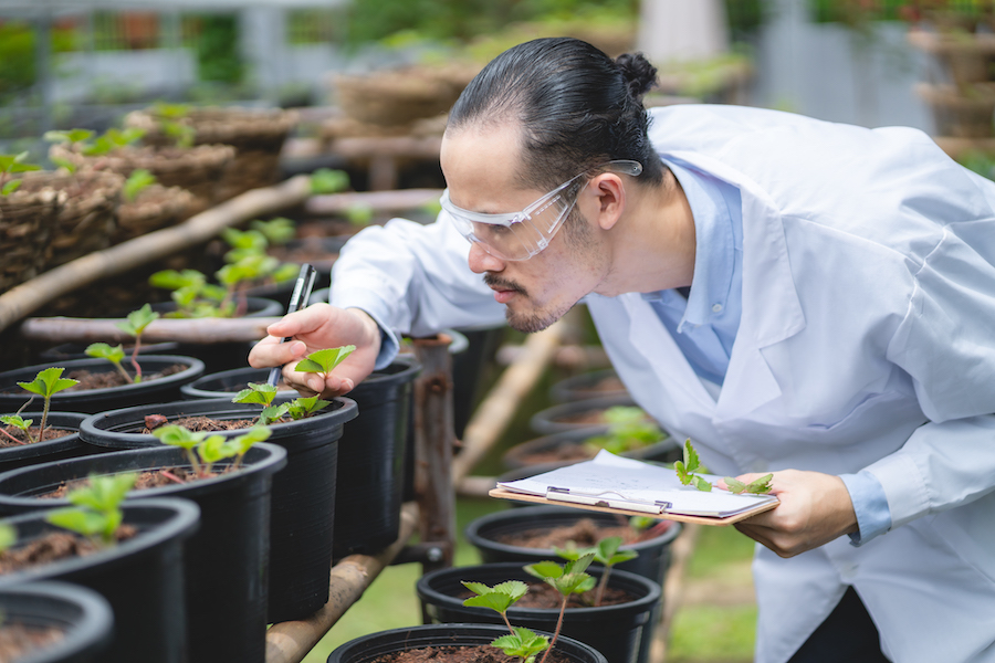 agriculture scientist working to research a green vegetable plant in a field of biology laboratory