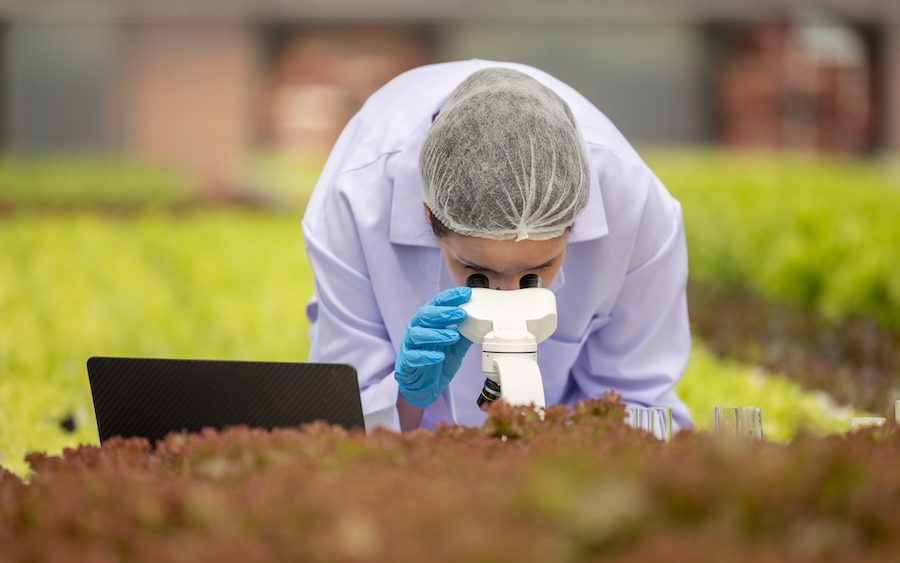 Hydroponic scientists use microscope biotech, biochemistry to analyze greenhouse plant for precision