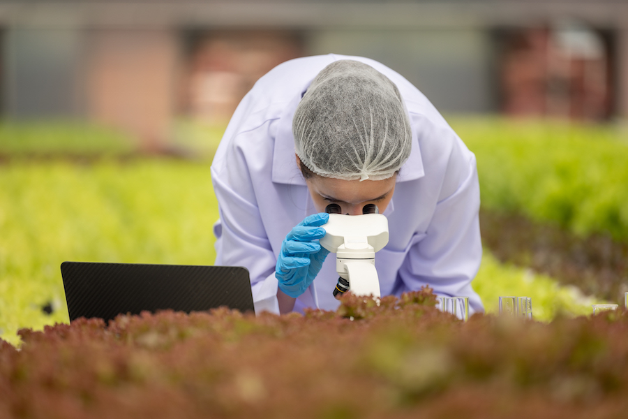 Hydroponic scientists use microscope biotech, biochemistry to analyze greenhouse plant for precision